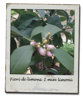 limoni_fiori